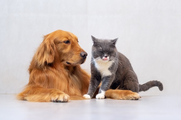 maladies du foie chez le chien et le chat